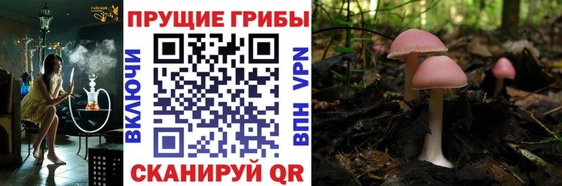 Галлюциногенные грибы GOLDEN TEACHER KRAKEN tor Чапаевск